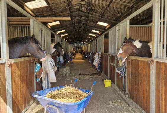 Summercamp Englisch und Reiten (3)
